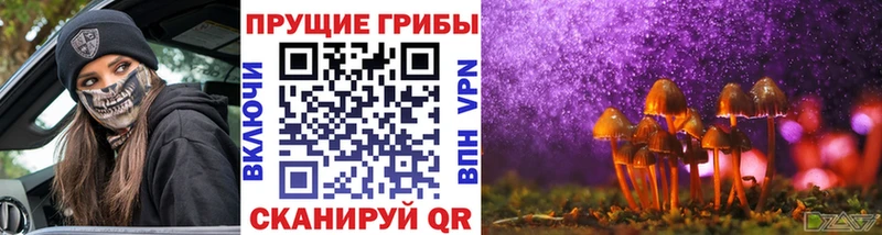 магазин Навашино сайты даркнета как зайти Псилоцибиновые грибы Psilocybine cubensis блэк спрут онион
